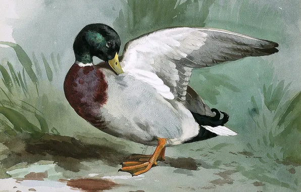 Bird, Picture, Archibald Thorburn, Archibald Thorburn,, Scottish painter, The village