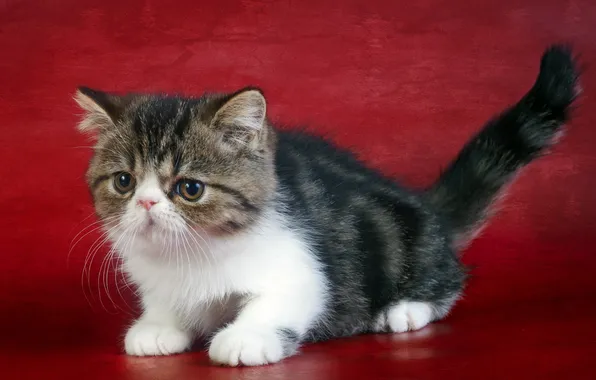 Cat, look, background