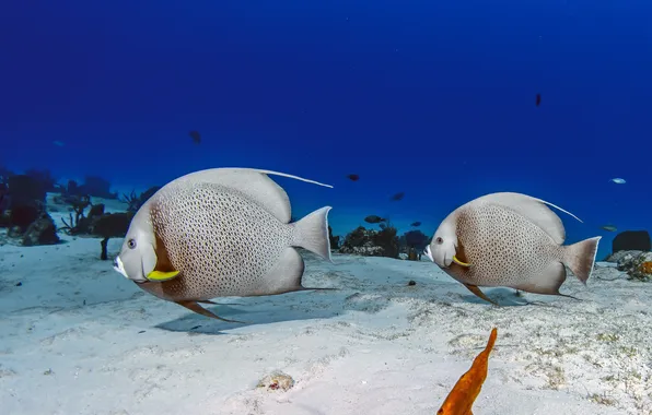 Sand, sea, algae, the ocean, fish