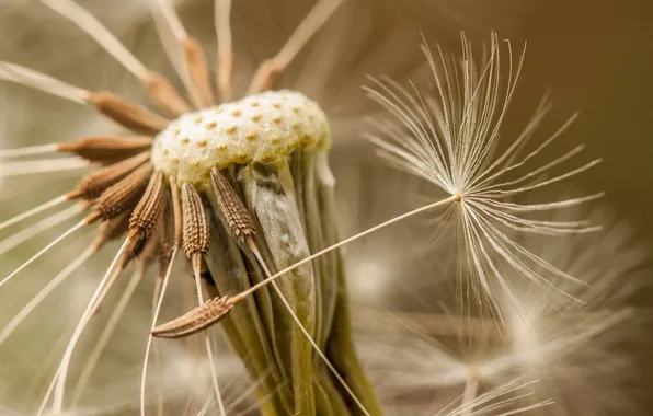 Macro, nature, dandelion