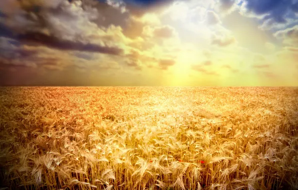 Wheat, field, rays, sunset, Mac, ears, Golden