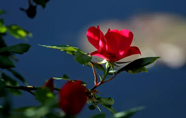 Picture leaves, rose, Bush, petals