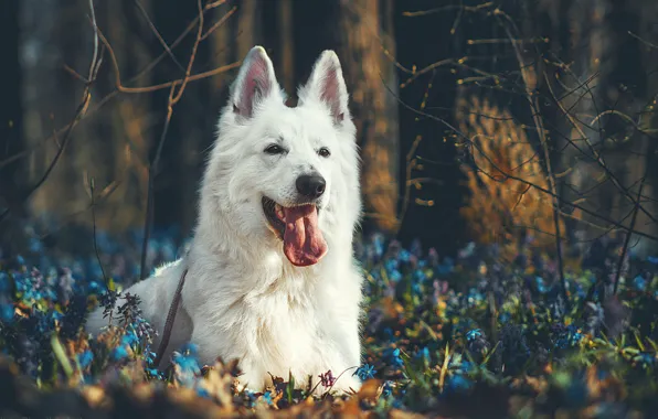 Picture forest, language, face, flowers, branches, portrait, dog, The white Swiss shepherd dog