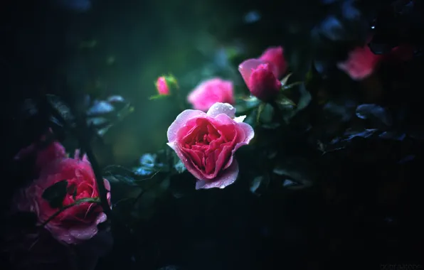 Flower, drops, the dark background, pink, rose, dobraatebe
