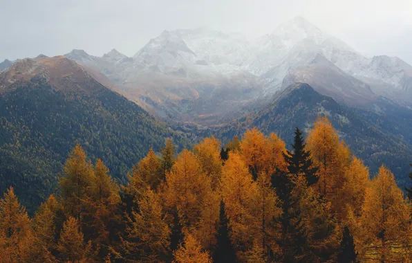 Picture autumn, forest, trees, mountains, yellow, fog, hills, tops