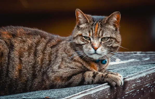 Cat, cat, look, pose, face