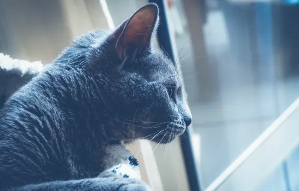 Picture cat, look, background