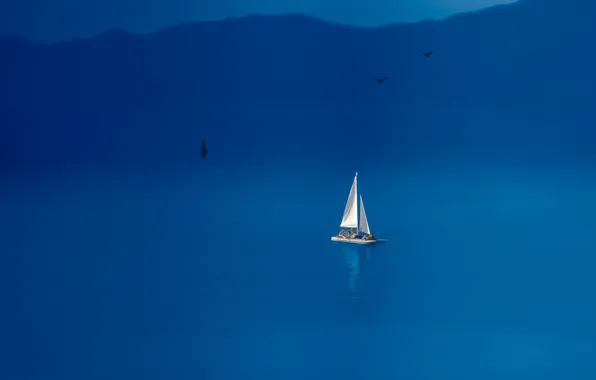 Sea, birds, boat