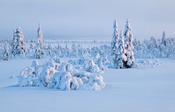 Winter, the sky, snow, trees, spruce