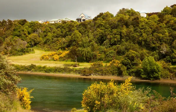 Picture greens, trees, river, shore, home, New Zealand, the bushes, hill