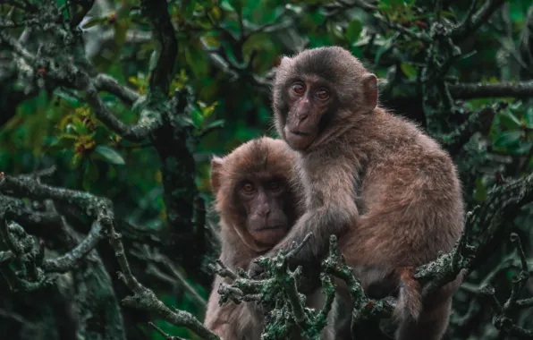 Look, leaves, branches, pose, tree, thickets, monkey, monkeys