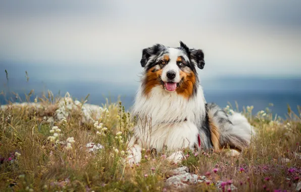 Field, language, summer, the sky, look, flowers, dog, meadow
