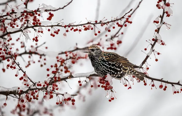 Winter, snow, branches, berries, tree, bird, ice, fruit