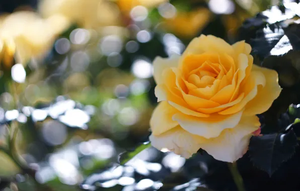 Flower, leaves, light, glare, rose, garden, yellow, bokeh