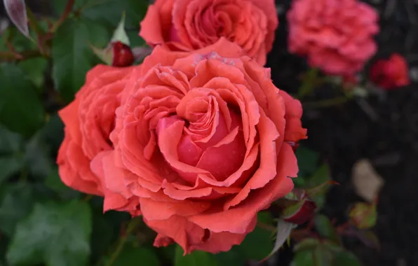 Picture Roses, Roses, Bokeh, Bokeh