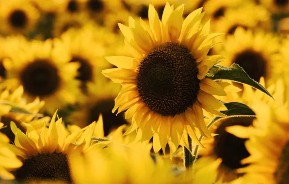 Field, flower, summer, sunflowers, flowers, sunflower, yellow, field of sunflowers