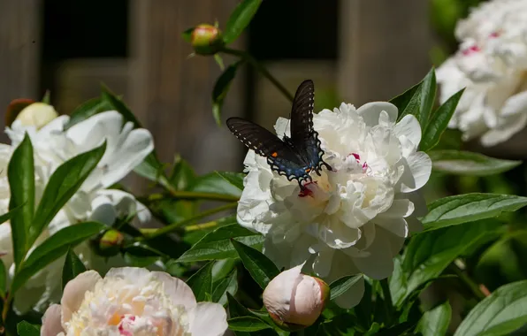 Leaves, light, flowers, house, butterfly, Bush, spring, garden