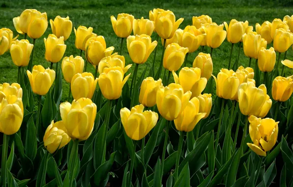 Picture grass, petals, garden, meadow, tulips