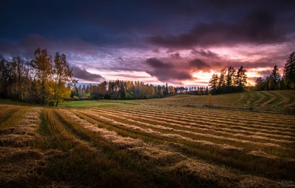 Picture field, autumn, sunset