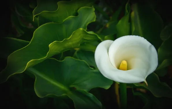 White, flower, leaves, Calla lilies