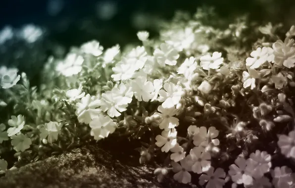 Flowers, treatment, white, a lot, small