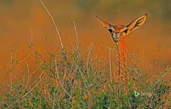 Picture Africa, Kenya, antelope, gerenuk, Samburu national reserve, giraffidae Gazelle