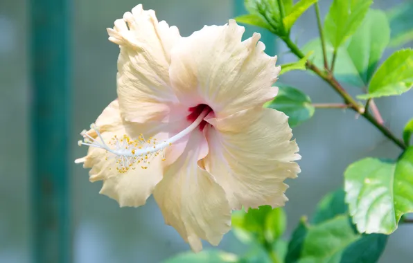 Picture leaves, branch, hibiscus