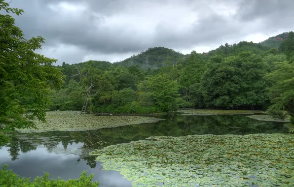 Picture greens, trees, pond, Park, Japan, Kinkaku, Kyoto Gardens