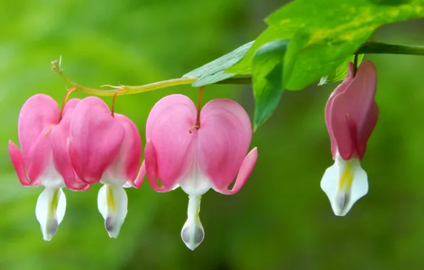 Flowers, pink, pink, flowers, bokeh, bokeh, the bleeding heart