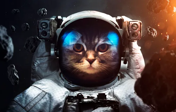 Cat, space, astronaut, the suit, Catstronaut