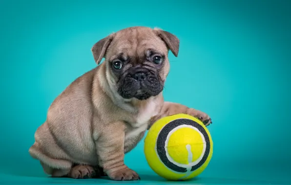 Picture the ball, puppy, French bulldog