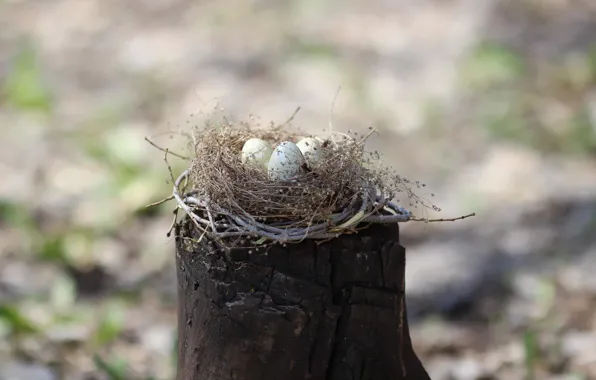 Picture background, stump, eggs, socket