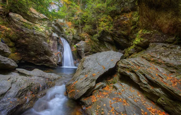 Autumn, forest, trees, stream, stones, rocks, waterfall, stream