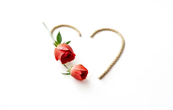 Drops, flowers, heart, roses, minimalism, rope, rope, red