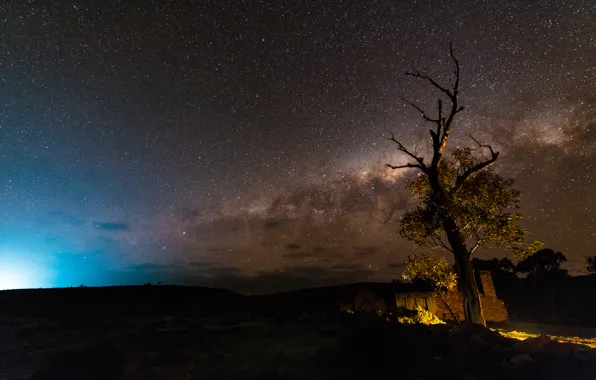 Stars, trees, night, the milky way