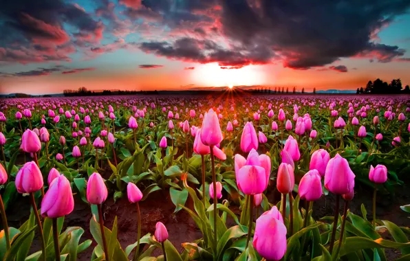 Field, the sky, sunset, tulips