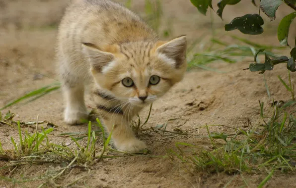 Grass, look, kitty, sand cat, sand cat