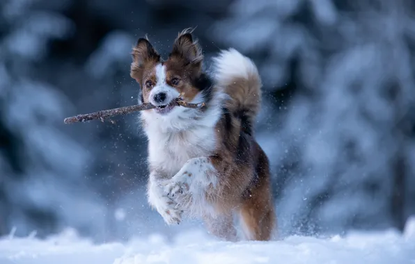 Winter, snow, dog, running, walk, stick, bokeh