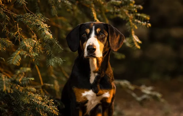 Look, face, light, branches, nature, portrait, dog, needles