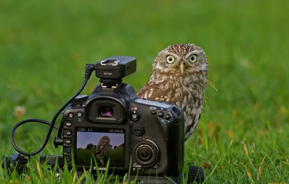 Grass, Owl, The camera, Canon, Look.