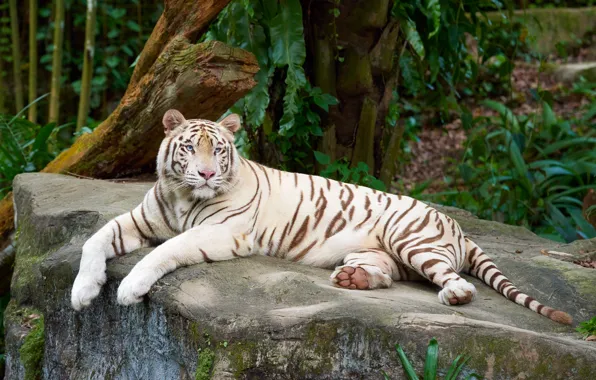 White, tiger, tree, stone, lies, zoo