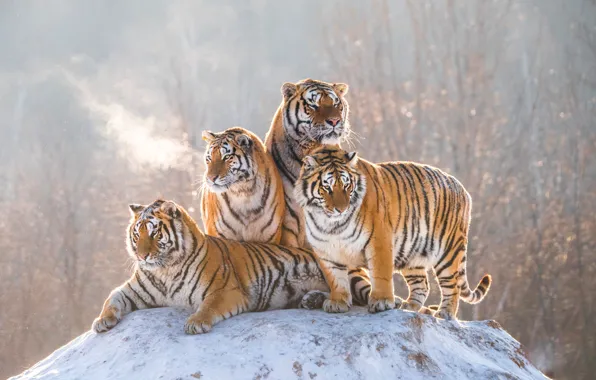 Winter, snow, branches, stone, couples, company, tigers, Quartet