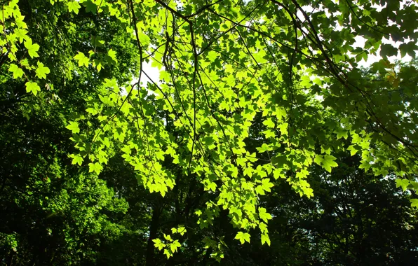 Wallpaper green, tree, leaf images for desktop, section природа - download