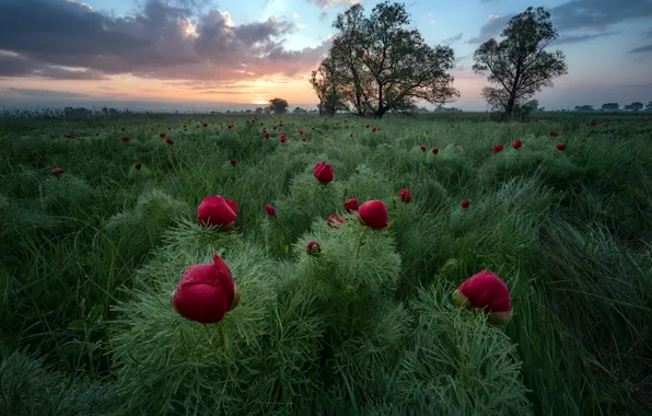 Picture field, flowers, the evening