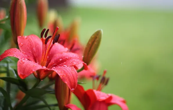 Flowers, flower, red Lily, red Lily