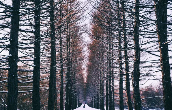 Winter, forest, snow, people, alley
