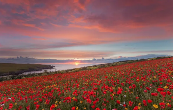 Picture sunset, flowers, shore