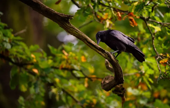 Branches, bird, Black crow
