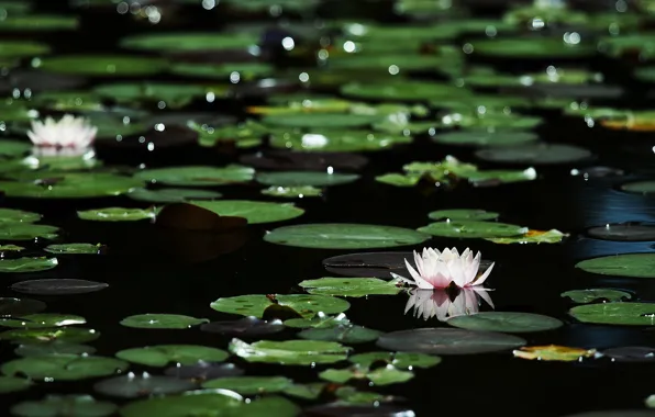 Picture leaves, flowers, glare, dark water, bokeh, water lilies