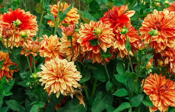 Garden, orange, flowerbed, dahlias